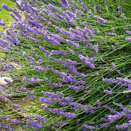 Vakantieboerderij Podere Luchiano *