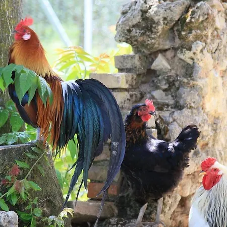 Podere Luchiano أميليا