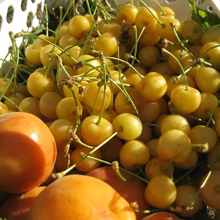 Podere Luchiano