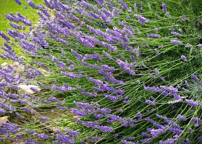 Feriegård Agriturismo Podere Luchiano *