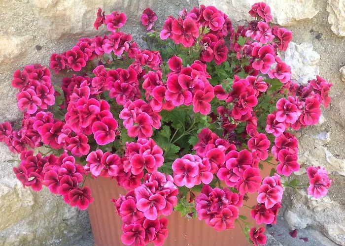 Podere Luchiano Amelia